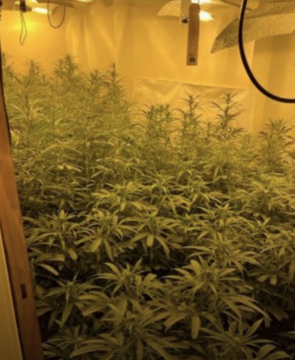 An illicit indoor cannabis grow: dense rows of plants packed under artificial lighting in a room lined with plastic sheeting.