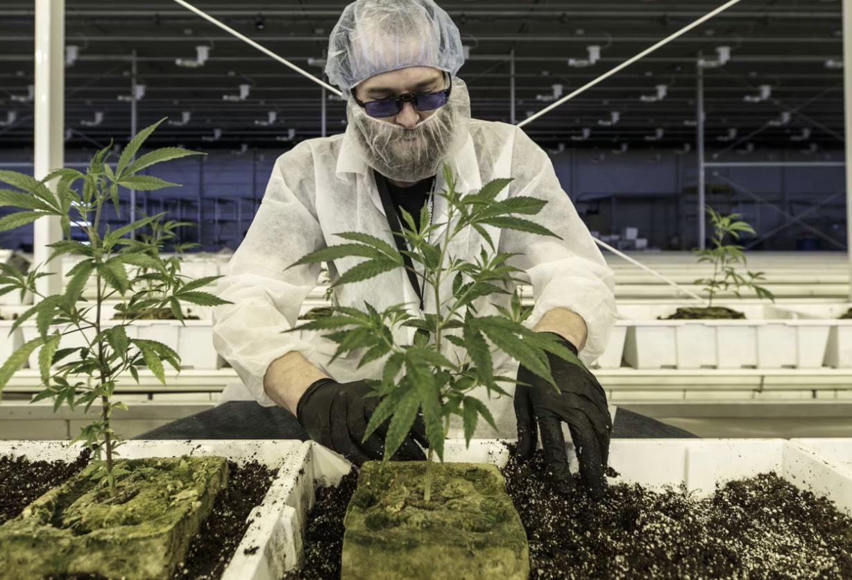 A worker in a hairnet, beard net, gown and gloves tends rows of young cannabis plants inside a large indoor licensed production facility.